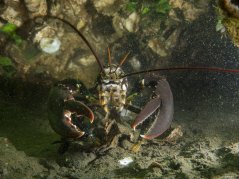 The North Sea lobster (Homarus gammarus) is an iconic inhabitant of European waters. Image: Oscar Bos