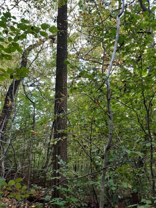 Veerkrachtig bos. Volwassen Amerikaanse vogelkers in gemengd structuurrijk bos. Verjonging van Av ontbreekt.