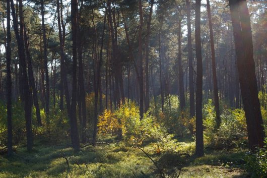 Amerikaanse vogelkers domineert de ondergroei in zwaar begraasd grove dennenbos (Foto Jan den Ouden)