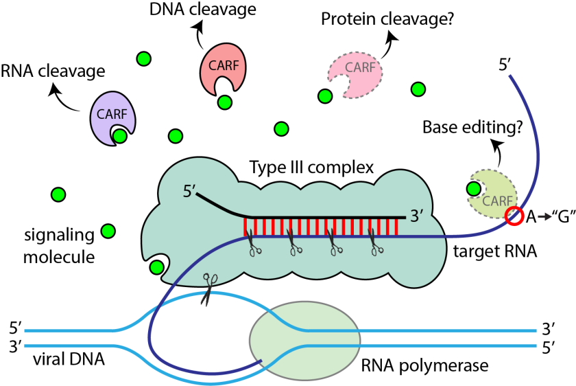 Carl Salazar_Type III diagram_CARF activation_simplified.carfs.png Carl Salazar_Type III diagram_CARF activation_simplified.carfs.png
