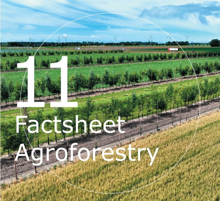 Factsheet Agroforestry 11