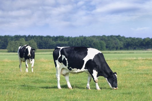 Holstein Friesian