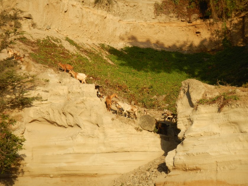 Goats as a cause of erosion endangering man-made historic structures above in Oranjestad.