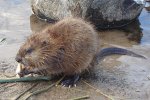 Muskusrat (Ondatra zibethicus) (Foto: mikroskops, Wikimedia Commons, 2008)