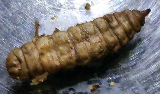 Dead BSF larvae with symptoms from an unknown cause Dead BSF larvae with symptoms from an unknown cause