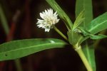 Detail bloem alligatorkruid (Alternanthera philoxeroides) (Foto: National Plant Data Center, Verspreidingsatlas.nl, z.j.)