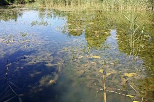 Een vijver vol van ongelijkbladig vederkruid (Myriophyllum heterophyllum) (Foto: Stefan Iefnaer, Wikimedia Commons, 2020) 