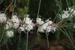 Bloeiende hakea (Hakea sericea) (Foto: Krzysztof Ziarnek, Wikimedia Commons, 2020)