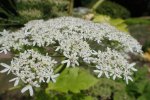 Sosnowsky berenklauw bloemscherm (Foto Wikkimedia Commons, Krzysztof Ziarnek)]