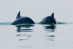 De Noordzee is een levend ecosysteem. Foto: Wouter Jan Strietman.