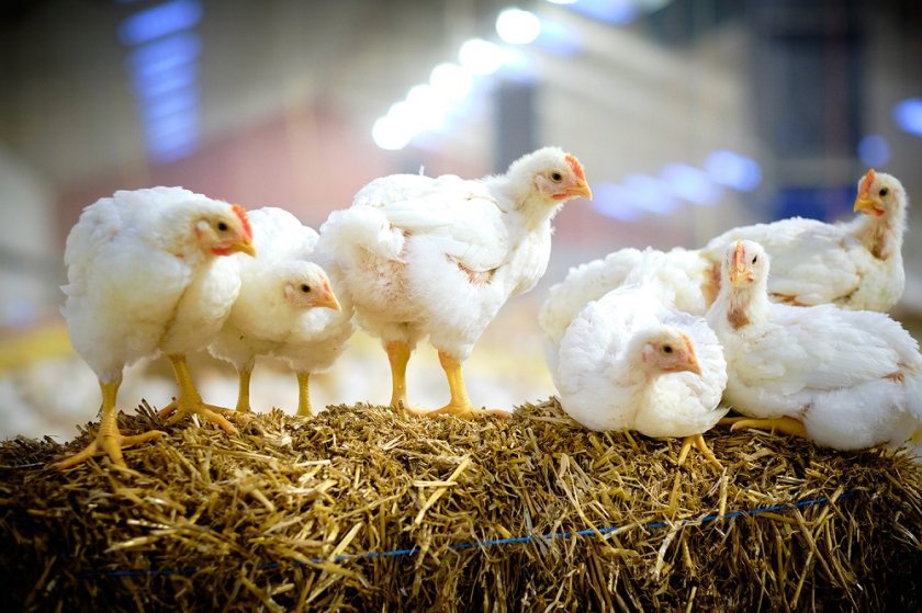 Broilers on a straw bale