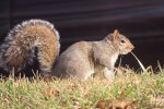 Grijze eekhoorn (Sciurus carolinensis) (Foto: M.B., Wikimedia Commons, 2022) 