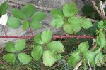 Rood verkleurde stengel van de dijkviltbraam (Rubus armeniacus) (Foto: Katrin Schneider / korina.info, Wikimedia Commons, 2011) 