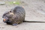 Beverrat (Myocastor coypus) (Foto: Norbert Nagel, Wikimedia Commons, 2012)